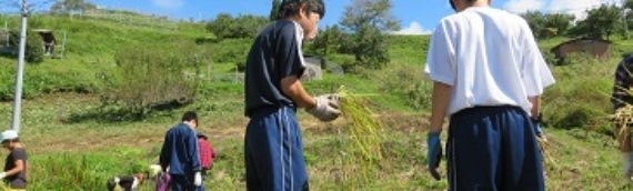 秋の田んぼの学校