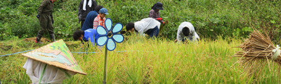 秋の田んぼの学校