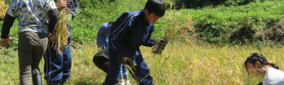 秋の田んぼの学校
