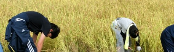 2017秋の田んぼの学校